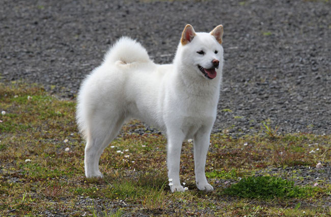 Какие породы собак запрещены в японии