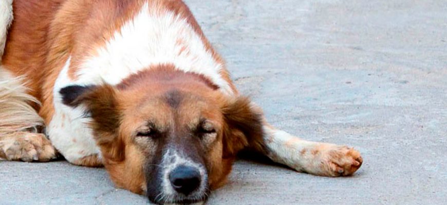 Припадок эпилепсии у собаки. Эпилепсия у собак причины