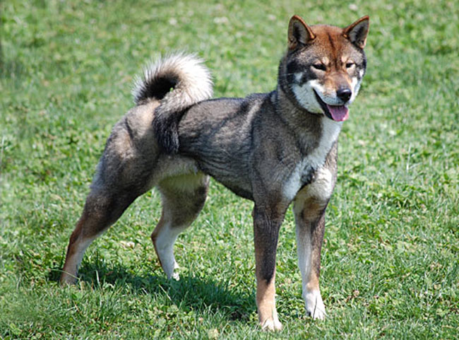 Какие породы собак запрещены в японии