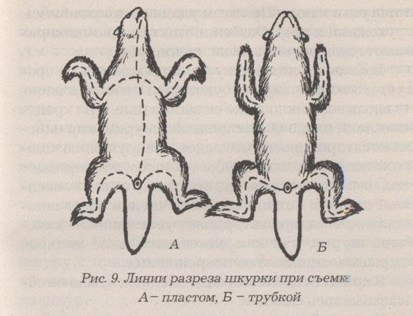 Схема удержания бобра